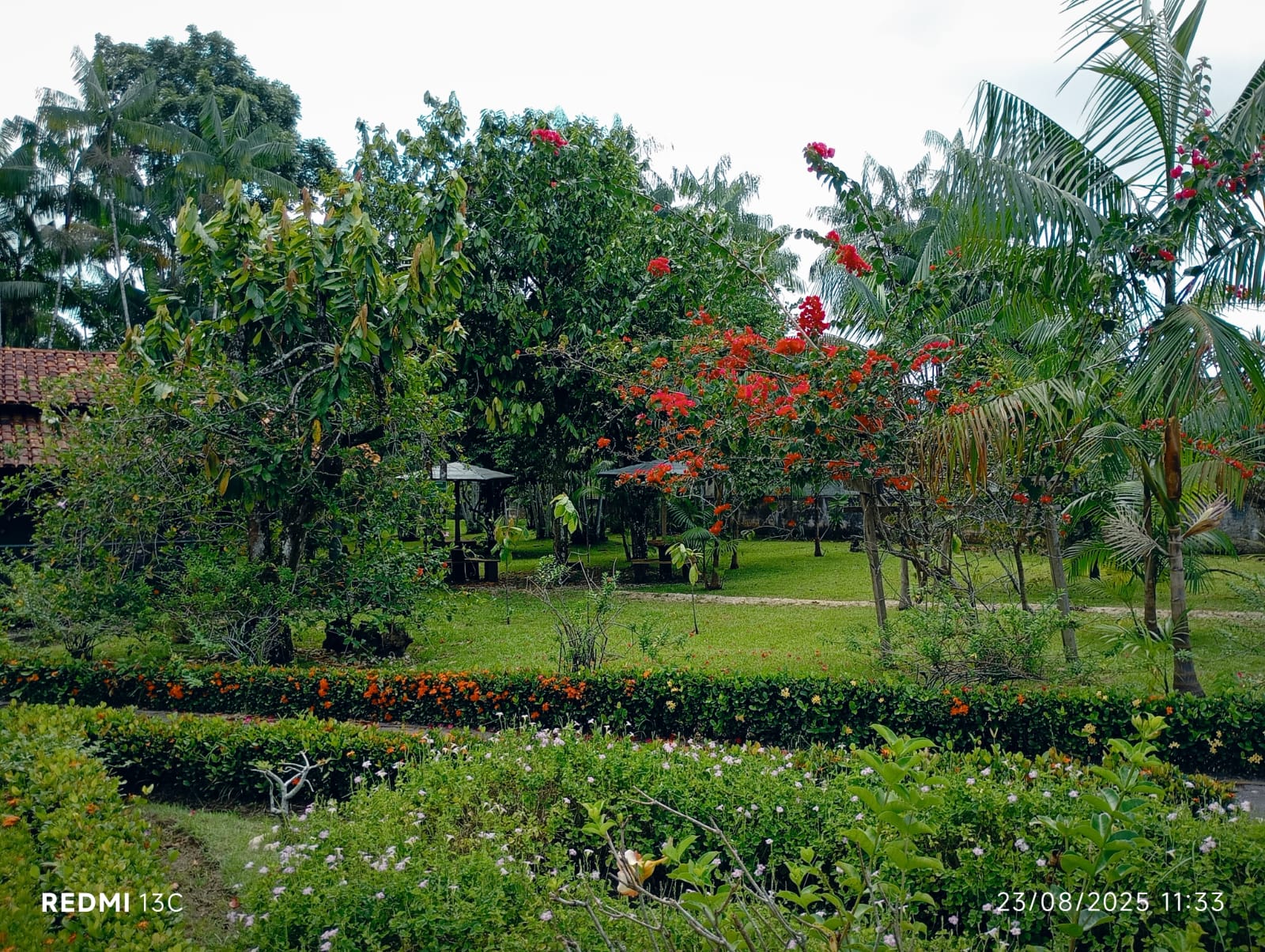 Área verde com plantas